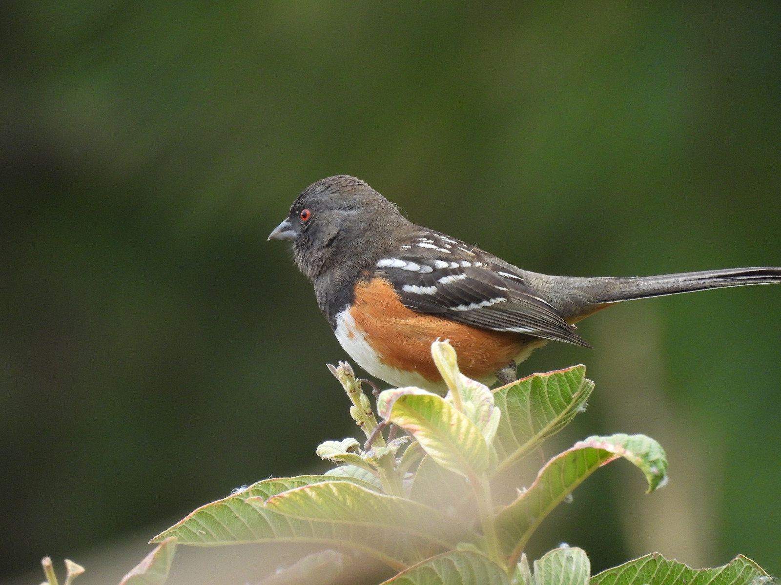 biodiversidad10.jpg