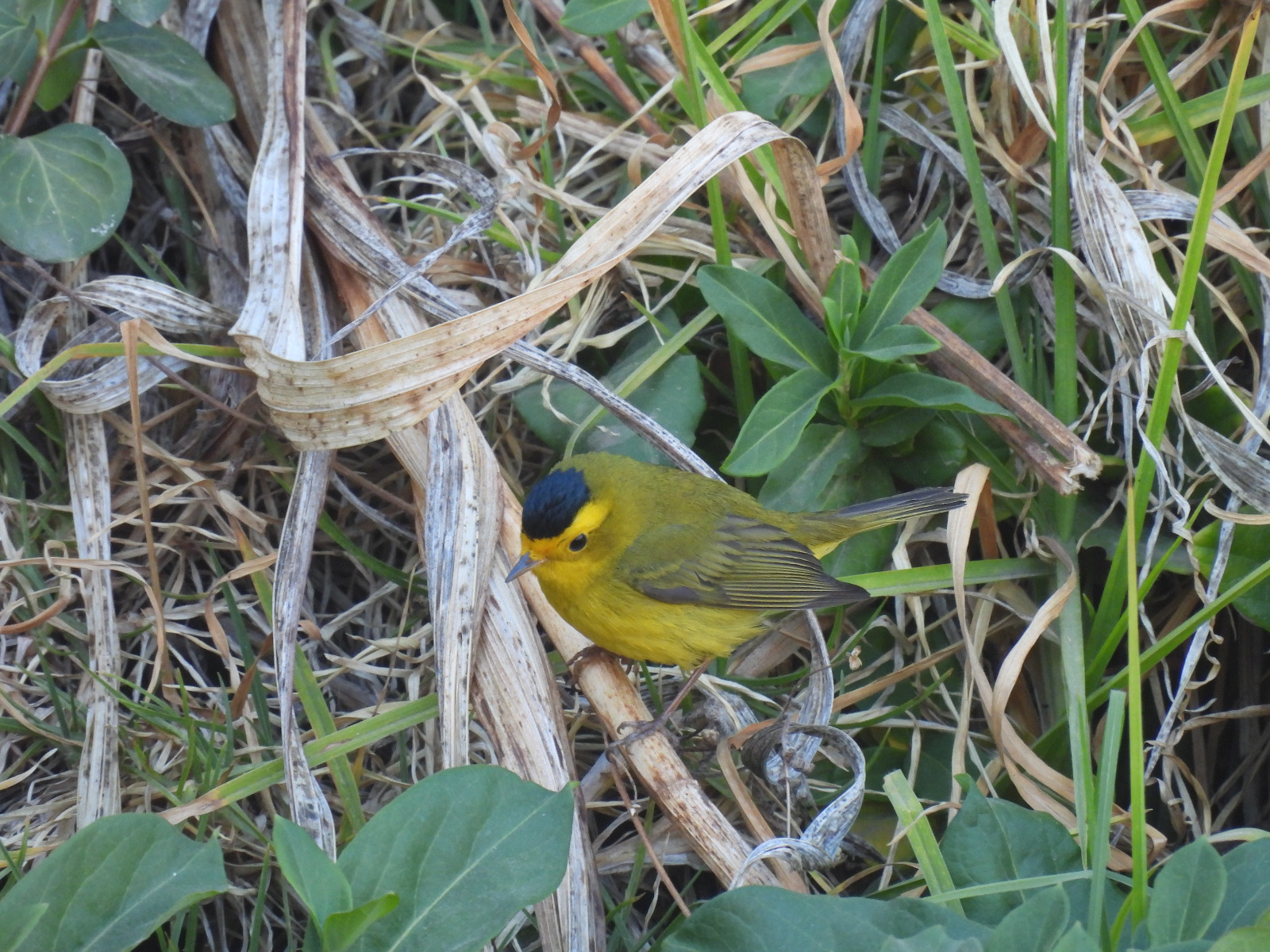 biodiversidad25.jpg