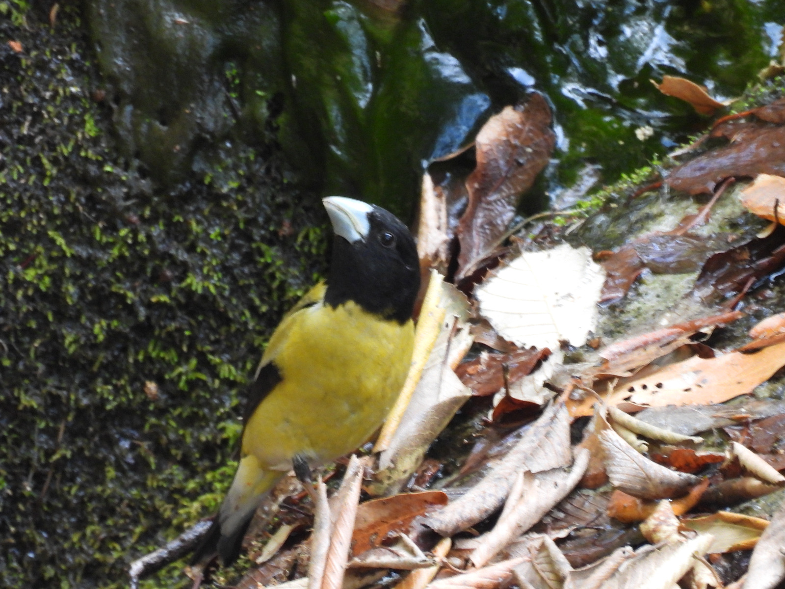 biodiversidad28.jpg