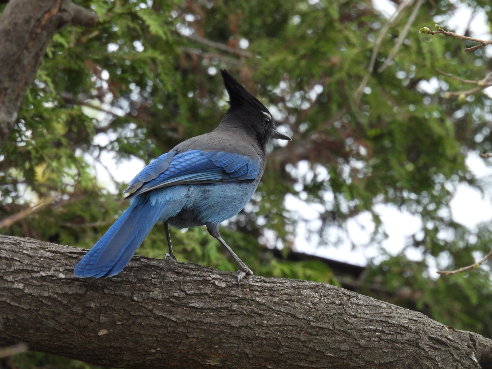 biodiversidad4.jpg