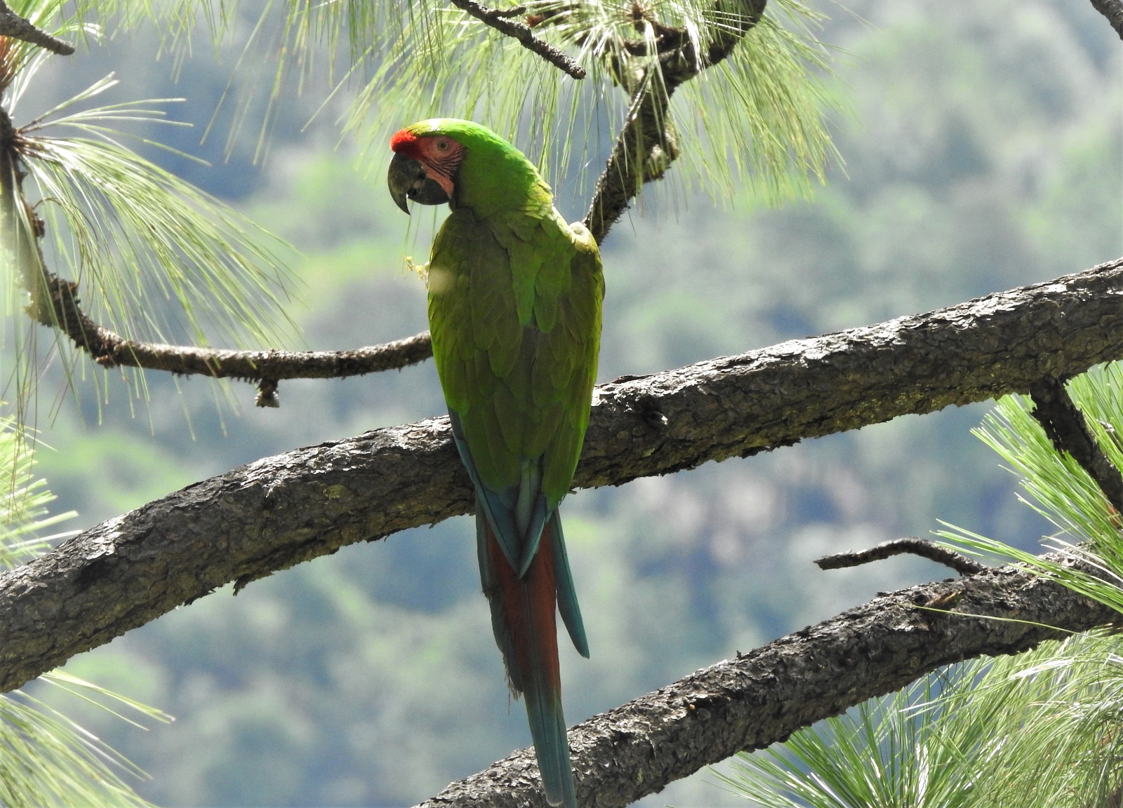 biodiversidad42.jpg