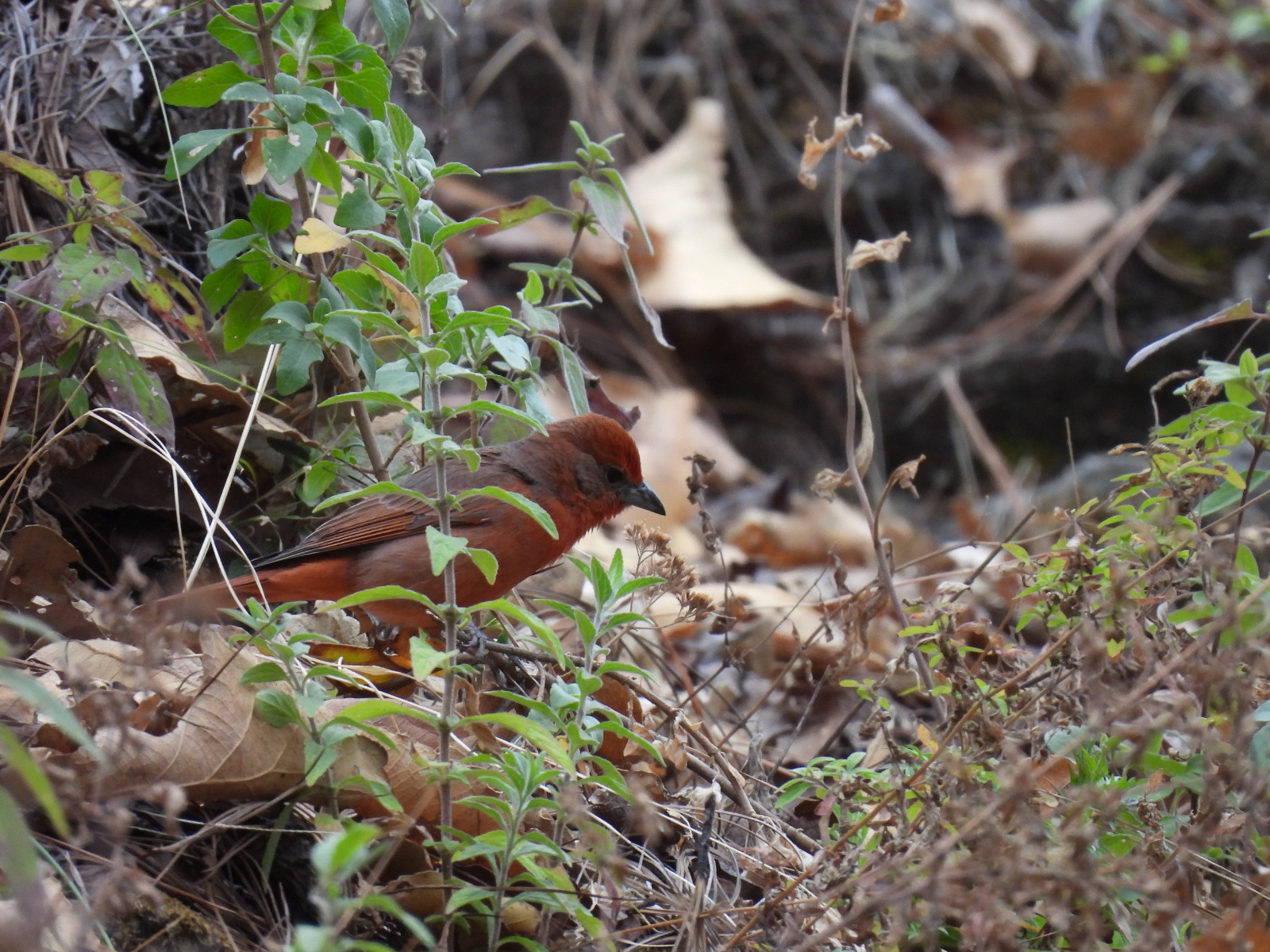 biodiversidad6.jpg